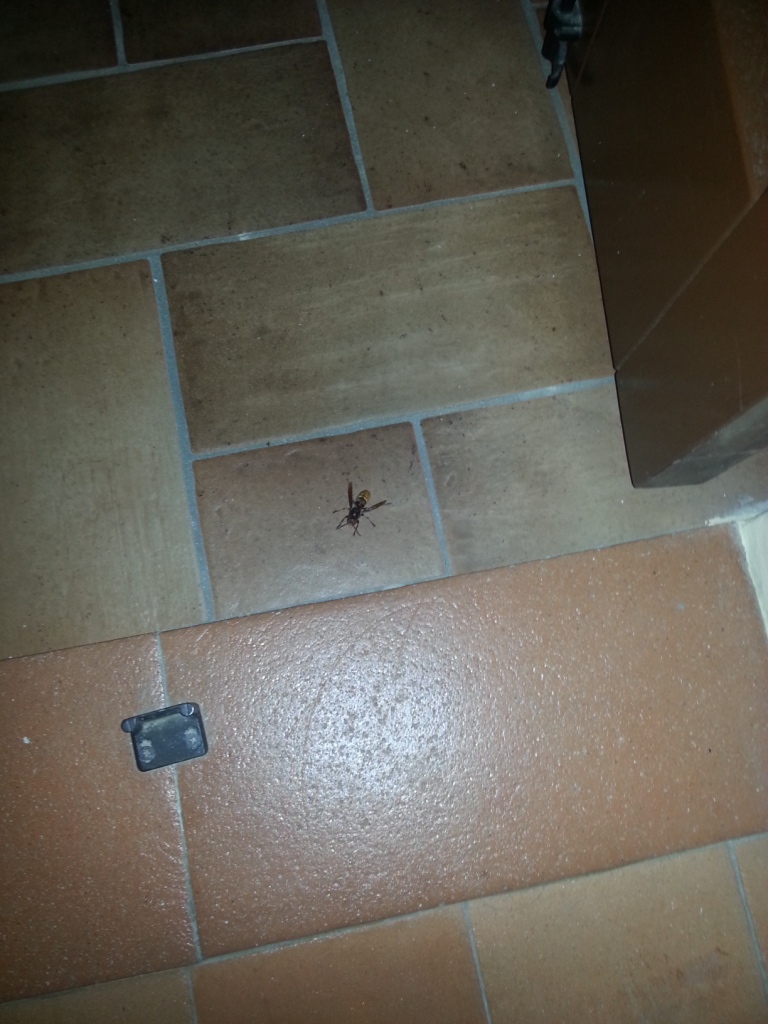 Che diavolo di insetto  mai questo? Vespa crabro